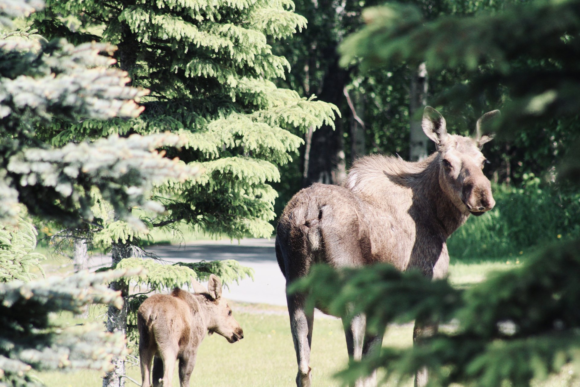 Moose among green summer trees